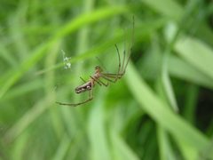 Tetragnatha dearmata1 by Teppo Mutanen. Used under a Copyrighted free use license.