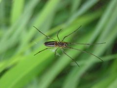 Tetragnatha dearmata2 by Teppo Mutanen. Used under a Copyrighted free use license.