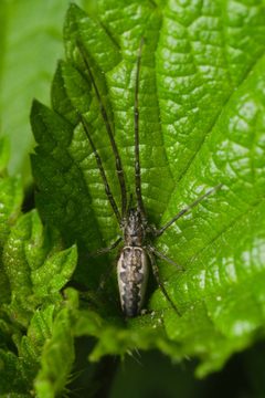 Tetragnatha sp. on Urtica Bytomka by Adrian Tync. Used under a CC BY-SA 4.0 license.