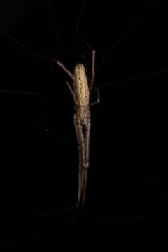 Tetragnatha sp. on web Bytom 2 by Adrian Tync. Used under a CC BY-SA 4.0 license.