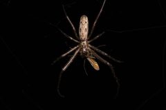 Tetragnatha sp. with prey Bytom by Adrian Tync. Used under a CC BY-SA 4.0 license.