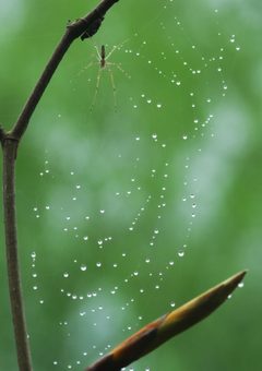 Tetragnatha extensa 02 by Kruczy89. Used under a CC BY-SA 3.0 license.