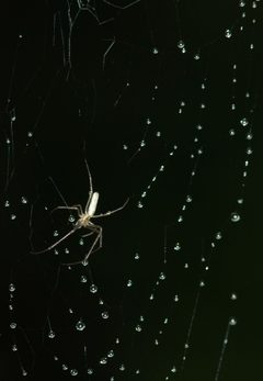 Tetragnatha extensa 03 by Kruczy89. Used under a CC BY-SA 3.0 license.