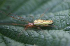Tetragnatha extensa 195123185 by Michel Langeveld. Used under a CC BY-SA 4.0 license.