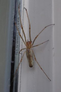Tetragnatha extensa spider by Luschka23. Used under a CC BY-SA 4.0 license.