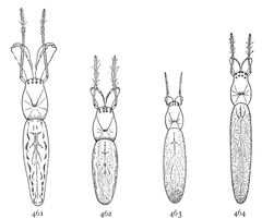 Common Spiders U.S. 461-4 Tetragnatha sp by James Henry Emerton (1847 – 1931). Used under a Public domain license.