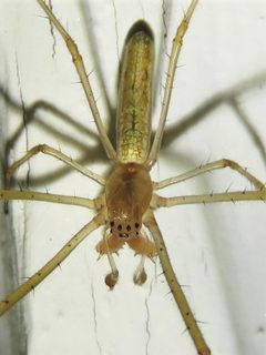 Tetragnatha laboriosa 33473652 by Annika Lindqvist. Used under a CC BY 4.0 license.
