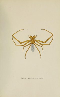 Tetragnatha laboriosa illustration 1915 by not specified. Used under a Public domain license.