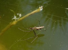 Tetragnatha laboriosa ventral 01 by RickP. Used under a CC BY 2.5 license.