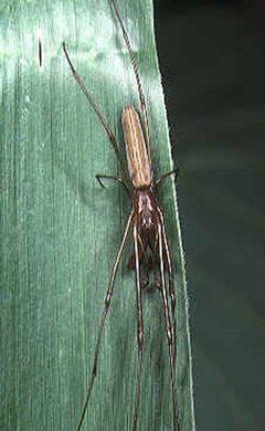 Tetragnatha.nitens.male.1.-.tanikawa by Akio Tanikawa. Used under a CC BY-SA 2.5 license.