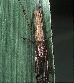 Tetragnatha.nitens.male.2.-.tanikawa by Akio Tanikawa. Used under a CC BY-SA 2.5 license.