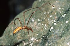 Long-jawed orb-weaver 004 by Paul Harrison. Used under a CC BY-SA 4.0 license.