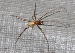 Long-jawed orb-weaver Tetagnathas pallensus 1854 cr enh sh by Paul Harrison. Used under a CC BY-SA 4.0 license.
