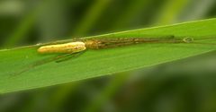 Tetragnatha straminea by iNaturalist user: psweet. Used under a CC BY-SA 4.0 license.