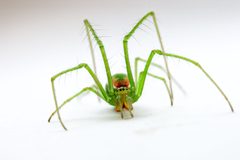 Tetragnatha viridis by Plcoffey. Used under a CC BY-SA 4.0 license.
