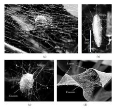 Cocoon web of host spider Anelosimus studiosus for parasitic wasp Zatypota solanoi by William G. Eberhard. Used under a CC BY 3.0 license.