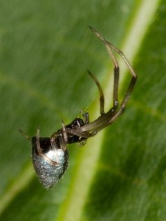 Argyrodes Kaldari 01 by Ryan Kaldari. Used under a Public domain license.