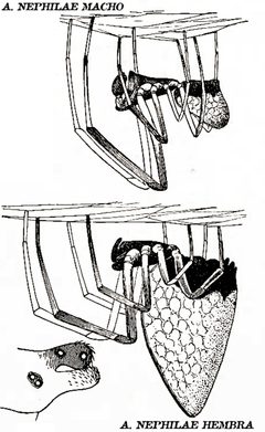 Argyrodes nephilae by JAMES H. EMERTON. Used under a Public domain license.