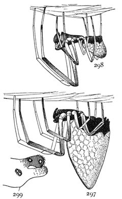 Common Spiders U.S. 297-9 Argyrodes nephilae by James Henry Emerton (1847 – 1931). Used under a Public domain license.