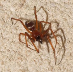 Asagena medialis - inat 198550503 by {{{name}}}. Used under a CC BY-SA 4.0 license.