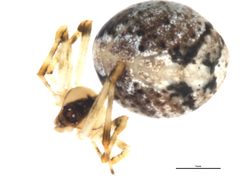 Canalidion montanum f1 by CBG Photography Group, Centre for Biodiversity Genomics. Used under a CC0 license.