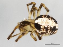 Canalidion montanum f2 by CBG Photography Group, Centre for Biodiversity Genomics. Used under a CC0 license.