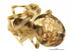 Canalidion montanum immature by CBG Photography Group, Centre for Biodiversity Genomics. Used under a CC0 license.