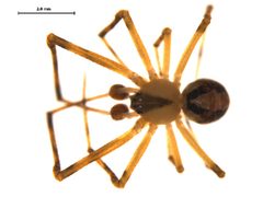 Canalidion montanum m1 by Gergin Blagoev, Centre for Biodiversity Genomics. Used under a CC0 license.