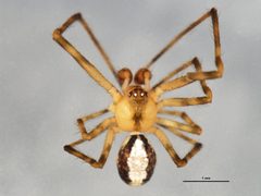 Canalidion montanum m2 by CBG Photography Group, Centre for Biodiversity Genomics. Used under a CC0 license.
