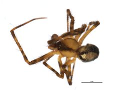Canalidion montanum m3 by CBG Photography Group, Centre for Biodiversity Genomics. Used under a CC0 license.