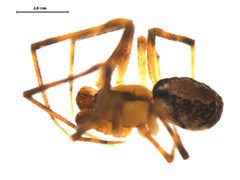 Canalidion montanum m4 by Gergin Blagoev, Centre for Biodiversity Genomics. Used under a CC0 license.