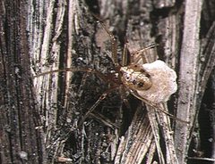 Coleosoma.floridanum.female.with.eggsac.-.tanikawa by Akio Tanikawa. Used under a CC BY-SA 2.5 license.