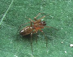 Coleosoma.floridanum.male.-.tanikawa by Akio Tanikawa. Used under a CC BY-SA 2.5 license.