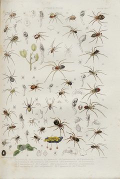 BlackwallSpidersPlateXIV by John Blackwall. Used under a Public domain license.