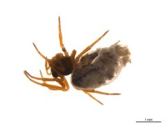 Crustulina sticta f1 by G. Blagoev, Centre for Biodiversity Genomics. Used under a CC BY-SA 3.0 license.