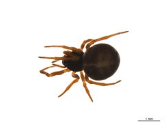 Crustulina sticta f2 by G. Blagoev, Centre for Biodiversity Genomics. Used under a CC BY-SA 3.0 license.