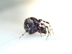 Cryptachaea blattea 312791486 by Grey Smith. Used under a CC BY 4.0 license.