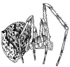 Common Spiders U.S. 261 by James Henry Emerton (1847 – 1931). Used under a Public domain license.