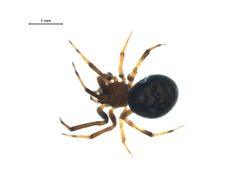 Dipoena malkini f by G. Blagoev, Centre for Biodiversity Genomics. Used under a CC BY-SA 3.0 license.