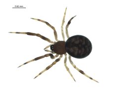 Dipoena malkini i by G. Blagoev, Centre for Biodiversity Genomics. Used under a CC BY-SA 3.0 license.