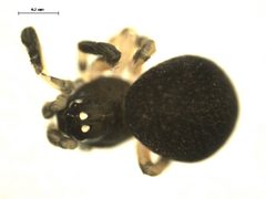 Dipoena nigra 1 by Gergin Blagoev, Centre for Biodiversity Genomics. Used under a CC BY-SA 3.0 license.