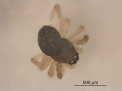 Dipoena nigra 2 by M. Alex Smith, Centre for Biodiversity Genomics. Used under a CC BY-SA 3.0 license.