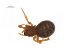 Dipoena washougalia f1 by G. Blagoev, Centre for Biodiversity Genomics. Used under a CC BY-SA 3.0 license.