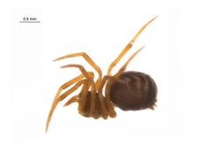 Dipoena washougalia f2 by G. Blagoev, Centre for Biodiversity Genomics. Used under a CC BY-SA 3.0 license.
