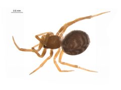Dipoena washougalia f3 by G. Blagoev, Centre for Biodiversity Genomics. Used under a CC BY-SA 3.0 license.