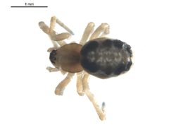 Enoplognatha caricis 1 by G. Blagoev 2010. Used under a CC0 license.