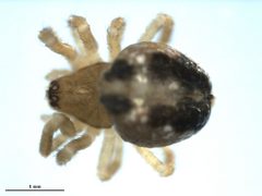 Enoplognatha caricis 2 by Gergin Blagoev, Biodiversity Intitute of Ontario, Unspecified. Used under a CC0 license.