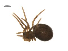 Enoplognatha intrepida by G. Blagoev, Centre for Biodiversity Genomics. Used under a CC BY-SA 3.0 license.