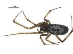 Enoplognatha joshua by G. Blagoev, Centre for Biodiversity Genomics. Used under a CC BY-SA 3.0 license.