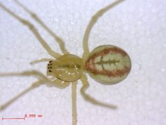 Enoplognatha latimana 1 by M. Alex Smith, Centre for Biodiversity Genomics. Used under a CC BY-SA 3.0 license.